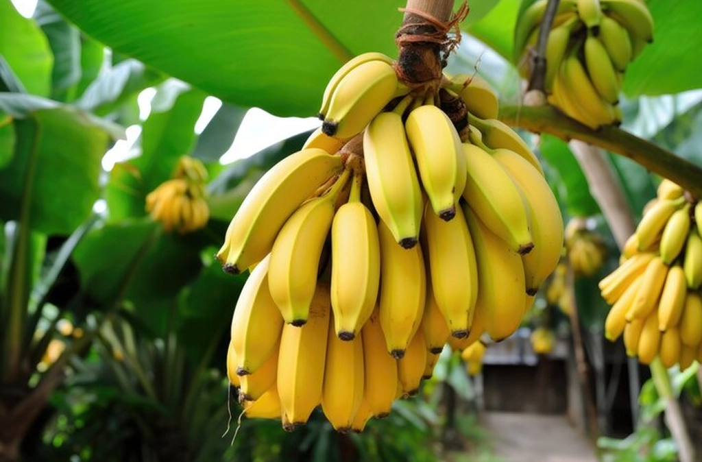 Banana