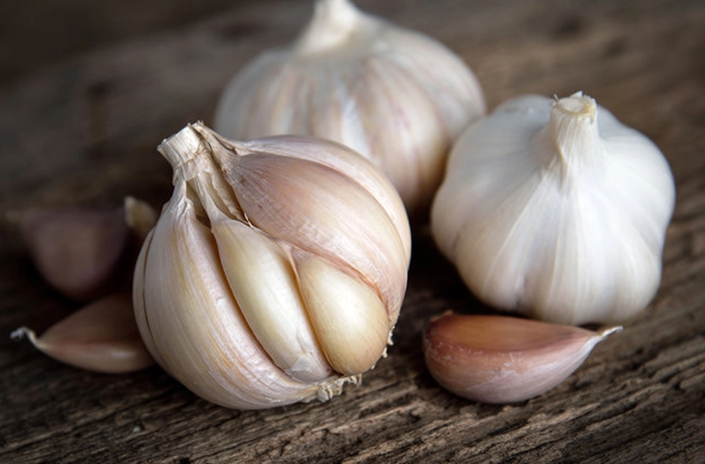 Garlic