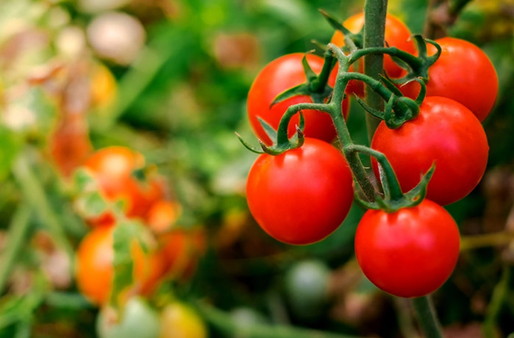 Tomato